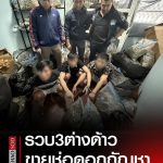 3名外国人在泰被捕！屋内藏有300多斤大麻用于销售-正规博彩平台-博彩论坛-博彩网